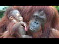 [4K] Who is a pretty baby orangutan?
