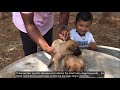 கன்னி, சிப்பி பாறை, ராஜபாளையம் நாய்கள் ஒரே இடத்திலா - Part 2|Popular Indian native breed dogs