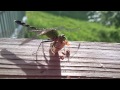 filmed a dragonfly eating a moth in the sun