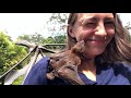 The Truth About Bats (Full Documentary)