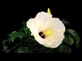 🔥 4K Flowers Time Lapse | Blooming, Dying, Resurrection | Crab Apple, Apricot, Orchid, Dahlia, etc.