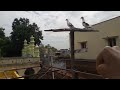 Tape Releasing My 2 New pigeons | buyed 1 new pigeon | Kunji pura