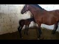 Two day andelusion baby horse