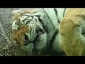 SASHA THE TIGER AT THE HOGLE ZOO, #tiger #jungle  #utahisrad  @UtahsHogleZoo@TCMViralVideo95