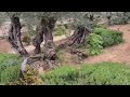 How Garden Of Gethsemane Is in (2023) Where Jesus Was Betrayed By Judas / Passion Of Christ 4K