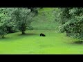 Black bear cubs wrestling in Helen, GA