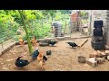 Build a farm, BREEDING CHICKENS and ducks, make nests for laying hens | Dong Farm