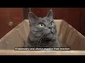 How Do You Litter Train Your Kitten: Step-by-Step Guide - Pet care