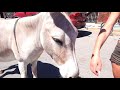 Las Vegas to Donkey village Oatman Arizona on Route 66