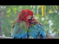 Parrot Paradise: Serene Nature Sounds and Relaxing Music for Tranquil Moments - Stress Relief