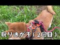 柴犬「私には猟犬の血が流れている。」