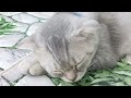 YOU LAUGH YOU LOSE😻🐕‍🦺😙Best Funny Animals Video 2024🤣🤑