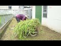 Neighbors complain that the house is overgrown with weeds and has a significant insect problem