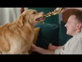 10 Reasons You Should NOT Get a Golden Retriever