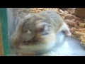 hamster looooco