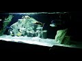 VIDEOS ARE BACK!! 4 NEW AFRICAN CICHLID GROUPS ADDED TO THE FISHROOM...HERES A TEASE