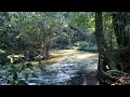 Tropical Forest River Flow, Sound of Flowing Water, Natural Sounds for Relaxation and Sound Sleep
