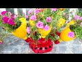 Unique, Creative and Exotic Flower Pots from Plastic Bottles and PVC pipes