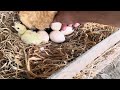 Amazing Turkeys Hatching From Eggs - Baby Turkey Borning