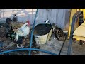 chickens n cat