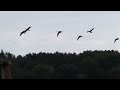 Early Season Canada Goose Hunting Tactics Minnesota and Wisconsin Migration Outdoors duck and goose