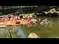 Flamingos! - Houston Zoo Vlog (kinda)