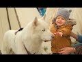 Siberian Husky Dogs 101:  Everything You Need To Know