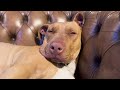 A Cozy Winter Night in Australia by the Fireplace - Dogs Getting Ready for Bed