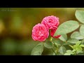 Bесеннее цветение 🌺 Эти трогательные чарующие мелодии дарят Мир Душе | лучшая музыка сергей чекалин