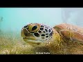 The Colors of the Ocean 4K (ULTRA HD) - Mysterious Hunters of the Deep Sea