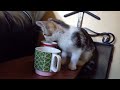 Kitten Drinks Tea