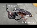 One Cicada Cats Eye Collection B2 Redback Spider Feeding & Roundup EDUCATIONAL VIDEO