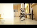 Cute Mini Schnauzer Puppy Comes Home - ChumpieTheDog