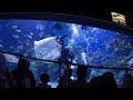 (Eng Sub) 14 FULL VIDEO OF AQUARIA FEEDING TIME SHOW | KUALA LUMPUR | MALAYSIA