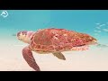 Aquatic Daydreams 🐳- Coral Reefs and Colorful Sea Life - Relaxing Music