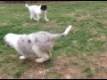 Akc Rough Coat Collie puppies playing
