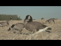 Lessers | Dave Smith Decoys