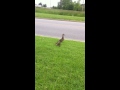Duck crossing......