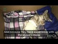 Poor paralysed kitten finds help | Family Cats