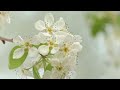 🕊️ Blissful Spring: Beautiful Music for Stress Relief, Birds Singing, Nature's Harmony 🎵 -4K