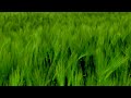 Soul Relaxing Melody🍃Relaxing Serene Music🍀 Emotional✨ landscape nature videos(Youthful music) #1