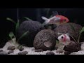 Top 10 Amazing Goldfish Tank | Beautiful Goldfish Aquariums 2021