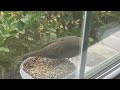 Feeding the Mourning Dove