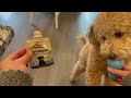 Pet Naturals BusyButter Easy Squeeze Calming Peanut Butter for Dogs, 6oz Pouch Review