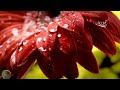 Soothing Piano Rain Sounds for Sleep, Study, Relaxation 194