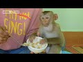 OMG!! Monkey Kako Crying Because He Cannot Wait Mom Feed Special Porridge With Vegetables