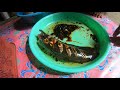 Astaga... Monster ini Memakan Semua Ikan Lele Lembat Sampai Kekenyangan #167