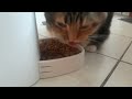 A Cat's Mealtime Routine