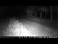 Mountain Lion with cubs November 2021