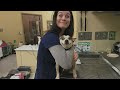 Even the tiniest dog can face the vet with bravery 🤣 Funny Dog’s Reaction